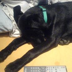 Labrador retriever Kayson