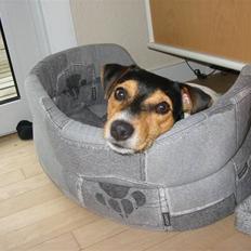 Jack russell terrier * Ida <'3 *