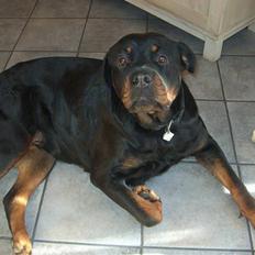Rottweiler Sasha *DØD*
