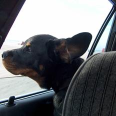 Rottweiler Sasha *DØD*