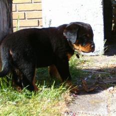 Rottweiler Sasha *DØD*