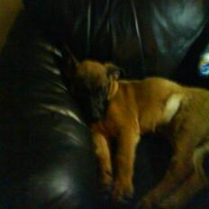 Malinois Tulle R.I.P