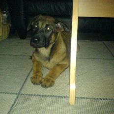 Malinois Tulle R.I.P