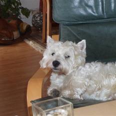 West highland white terrier pino