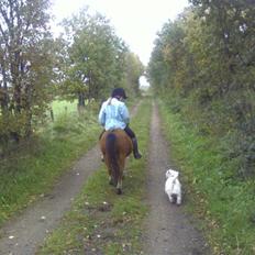 West highland white terrier pino