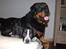 Rottweiler Tais