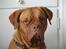 Dogue de bordeaux Den røde tønde, Rosita. R.I.P.