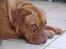 Dogue de bordeaux Den røde tønde, Rosita. R.I.P.
