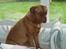 Dogue de bordeaux Den røde tønde, Rosita. R.I.P.