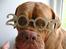 Dogue de bordeaux Násly R.I.P