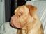 Dogue de bordeaux Násly R.I.P