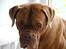 Dogue de bordeaux Násly R.I.P