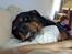 Rottweiler Arzadon jou-jou - rækker lige tunge..