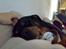Rottweiler Arzadon jou-jou - altså mor hvor har jeg savnet dig.. dette blik fulgte mig en hel weekend, hvor jeg havde "orlov" fra hospitalet.. :ikke til at stå foro)