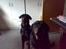 Rottweiler Arzadon jou-jou - som mor så datter.. vores ører stritter da kun lidt !!!!..( mor den is du holder over hovedet vil vi gerne ha!!!)