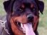 Rottweiler Arzadon jou-jou - et hovedstudie fra mine "unge" dage ( 1 år gammel) se jeg har 2 sorte pletter på tungen..