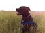 Blanding af racer Koda
