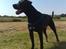 Blanding af racer Koda