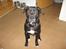 Blanding af racer Koda
