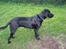 Blanding af racer Jilly - I fuld figur...