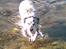 Blanding af racer Skuggi  R.I.P 5 marts 08