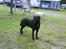 Blanding af racer Sigurd RIP - camping tur elsker jeg
