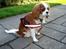 Cavalier king charles spaniel Molly