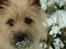 Cairn terrier Anton - Nu med hvid mule...
