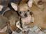 Chihuahua peanut
