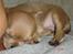 Chihuahua peanut