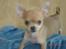 Chihuahua peanut
