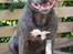Staffordshire bull terrier Lucifer - Kamphunde drikker også Mokai :-)