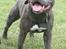 Staffordshire bull terrier Lucifer - Lucifer 9 mdr gammel