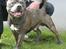 Staffordshire bull terrier Lucifer - Lucifer 1 år gammel