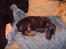 Dobermann Jagger(død):( - her sover han.