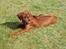 Rhodesian ridgeback Zugo Lullu Barbar