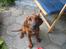 Rhodesian ridgeback Zugo Lullu Barbar