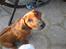 Rhodesian ridgeback Zugo Lullu Barbar