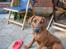 Rhodesian ridgeback Zugo Lullu Barbar