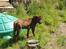 Rhodesian ridgeback Zugo Lullu Barbar