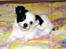 Chihuahua Snoopy