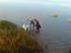 Blanding af racer Jilly - Jilly og Gaby på morgentur ved havet... Hun lokker Gaby med ud i vandet...