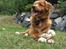 Nova scotia duck tolling retriever Tolkien