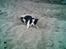 Border collie toby - Toby, sommeren 07