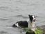 Border collie toby - Toby, på møn sommeren 06