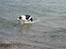 Border collie toby - Toby, møn 06