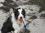 Border collie toby - Toby, møn 06