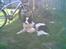 Border collie toby - Toby, i kolonihaven sommeren 07