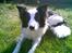 Border collie toby - Toby, sommeren 07