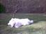 Samojedhund windi - Windi ligger og tager sol!!